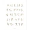 Affiche ABC Floral (30 X 40 Cm)