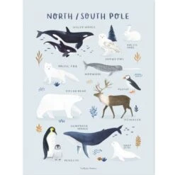 Affiche Animaux Des Pôles Nord Et Sud (30 X 40 Cm)