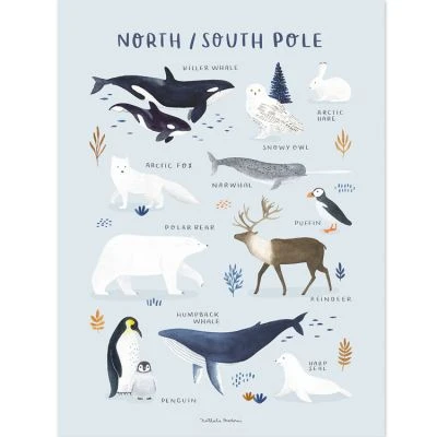 Affiche Animaux Des Pôles Nord Et Sud (30 X 40 Cm) 1 Affiche Animaux Des Pôles Nord Et Sud (30 X 40 Cm)
