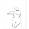 Affiche Lapin De Face (30 X 40 Cm)