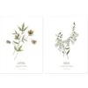 Lot De 2 Affiches Hellébore & Foxglove (30 X 40 Cm)