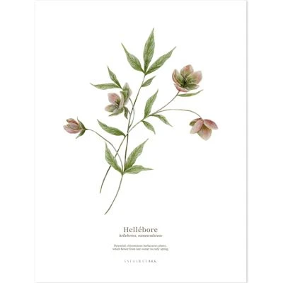 Lot De 2 Affiches Hellébore & Foxglove (30 X 40 Cm) 2 Lot De 2 Affiches Hellébore & Foxglove (30 X 40 Cm) – Image 2
