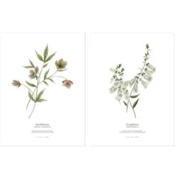 Lot De 2 Affiches Hellébore & Foxglove (30 X 40 Cm)