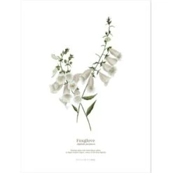 Lot De 2 Affiches Hellébore & Foxglove (30 X 40 Cm) 8 Lot De 2 Affiches Hellébore & Foxglove (30 X 40 Cm) -Lilipinso Déco Soldes Boutique lot de 2 affiches hellebore foxglove 30 x 40 cm 3