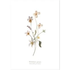 Lot De 4 Affiches Botanical Flowers -Lilipinso Déco Soldes Boutique lot de 4 affiches botanical flowers 4